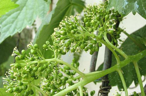 Как ухаживать за виноградом в башкирии. Цветение винограда