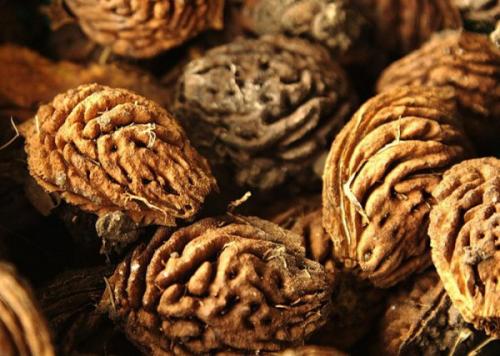 Обрезка персика из косточки. Правила выбора посадочного материала: какие персиковые косточки подходят для посадки