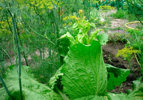 Как вырастить дома китайскую капусту. Биологически характеристики вида 01 Как вырастить дома китайскую капусту. Биологически характеристики вида 01