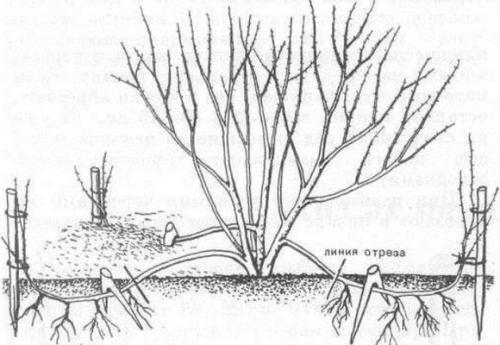 Как размножить вишню войлочную. Разведение черенками – просто и доступно