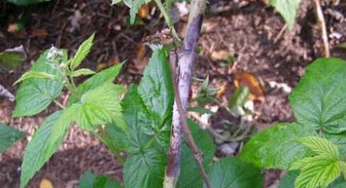 Утолщение на стебле малины, что это