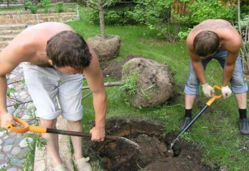 Размножение вишни войлочной черенками. Зеленое черенкование 08 Размножение вишни войлочной черенками. Зеленое черенкование 08