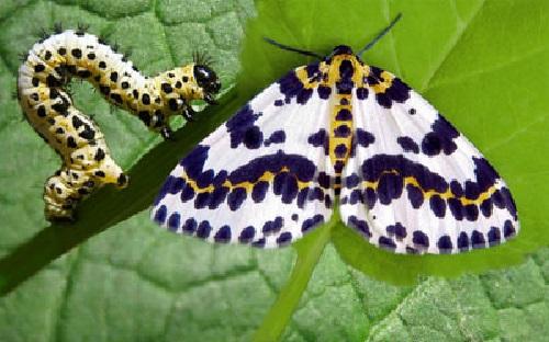 Вредители смородины и как с ними бороться. Вредители смородины и меры борьбы с ними