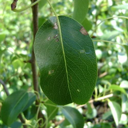 Колоновидные яблони, как сажать. Общие правила посадки 07 Колоновидные яблони, как сажать. Общие правила посадки 07