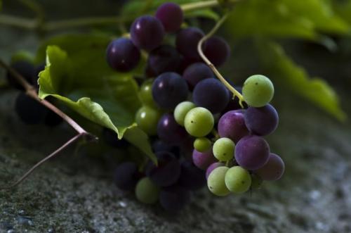 Незрелый виноград, что делать. Можно ли делать вино из недозревшего винограда