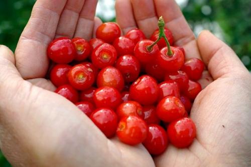 Самоплодные сорта войлочной вишни. Войлочная вишня на видео