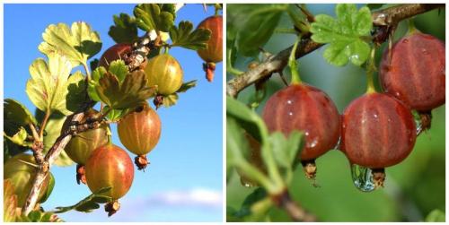 Уход за крыжовником: советы и рекомендации