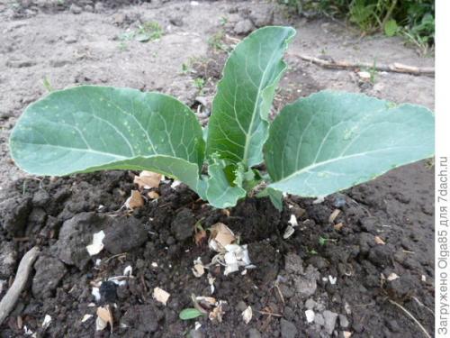 Зеленые гусеницы в цветной капусте. Как я спасала цветную капусту от гусениц