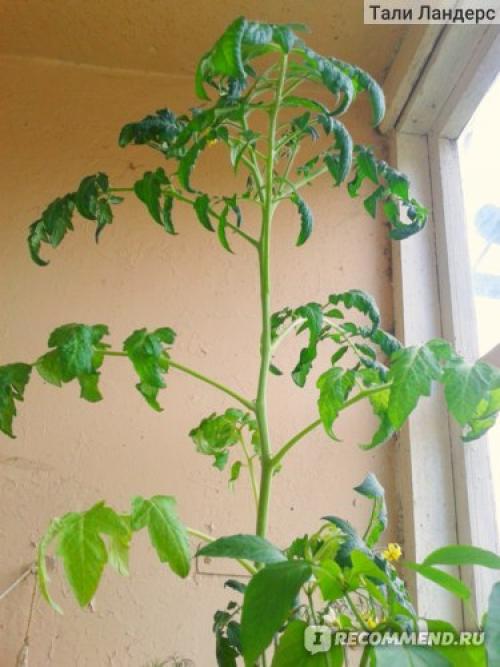 Томат Белый налив форум. Семена Томат Белый налив 241 «Ваше хозяйство» — отзыв