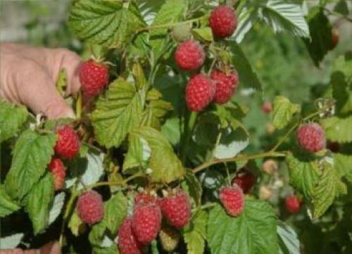 Малина из семян выращивание. Выращивание малиновой рассады 13 Малина из семян выращивание. Выращивание малиновой рассады 13