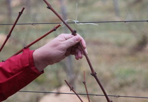 Заготовка саженцев винограда осенью. Как заготавливать черенки винограда осенью: основные правила черенкования