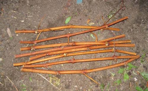 Заготовка саженцев винограда осенью. Как заготавливать черенки винограда осенью: основные правила черенкования