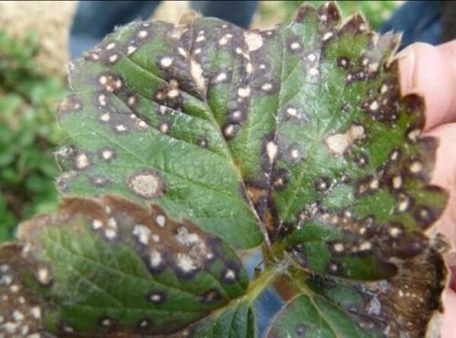 Болезни смородины усыхание. Септориоз (белая пятнистость) листьев смородины