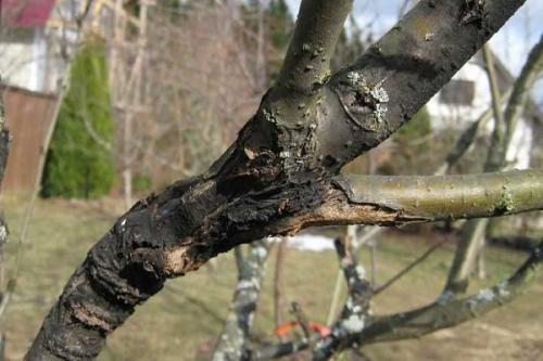 Как лечить яблоню от черного рака. Лечение плодовых деревьев от черного рака 01 Как лечить яблоню от черного рака. Лечение плодовых деревьев от черного рака 01