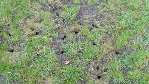 Как избавиться от крыс в огороде. Избавляемся от земляной крысы в огороде: недорогой гуманный метод