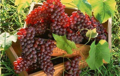 Урожайность винограда с куста. Урожайность, как характеристика винограда