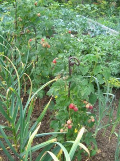 Посадка ремонтантной малины осенью. Где на участке лучше посадить малину ремонтантную