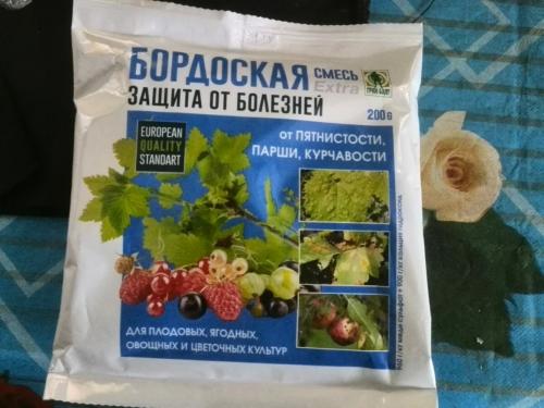 Антракноз крыжовника. Чем обработать крыжовник весной от антракноза. Эффективные средства
