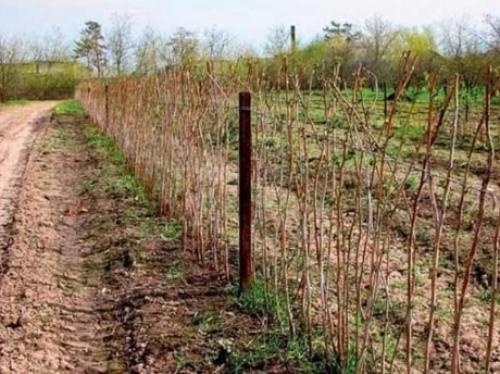 Шпалера для малины из пластиковых труб. 5 типов шпалер