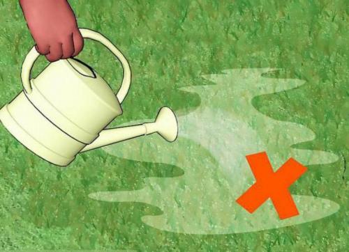 Почему растет мох на участке. Борьба со мхом на приусадебном участке