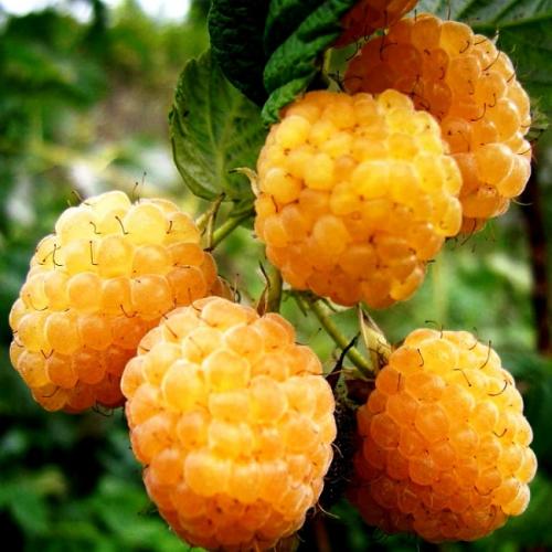 Как посадить ремонтантную малину осенью. Технология посадки ремонтантной малины осенью 03 Как посадить ремонтантную малину осенью. Технология посадки ремонтантной малины осенью 03