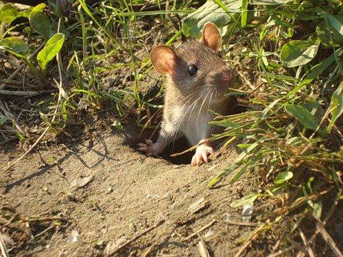 Как избавиться от полевых мышей на огороде. Как бороться с полевыми мышами в огороде и как предотвратить их появление