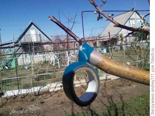 Прививка деревьев за кору. Прививка с седлом за кору