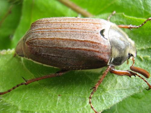 Как бороться с личинками майского жука на клубнике. Как избавиться от личинок майского жука на клубнике 03