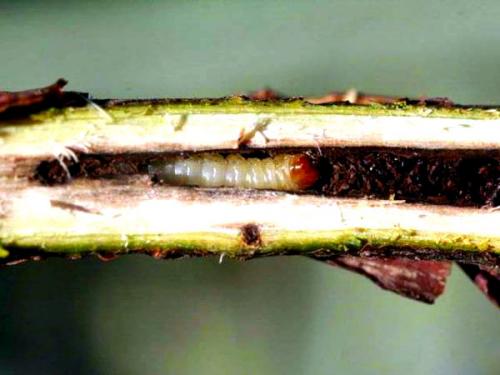 Стеклянница на смородине, как бороться. Спасаем смородину от стеклянницы. Комплекс эффективных мер