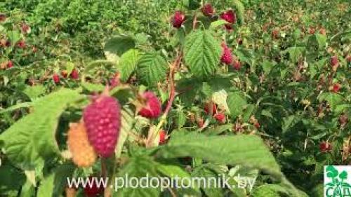 Малина Ремонтантная Сорта Обсуждение