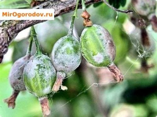 Болезни крыжовника и меры борьбы с ними. Болезни крыжовника - способы лечения и борьбы с ними 03 Болезни крыжовника и меры борьбы с ними. Болезни крыжовника - способы лечения и борьбы с ними 03