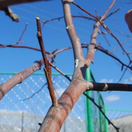 Окулировка плодовых деревьев. Летняя окулировка плодовых деревьев своими руками