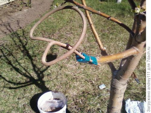Прививка деревьев за кору. Прививка с седлом за кору