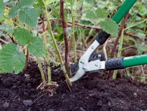 Что значит Ремонтантная малина. Ремонтантная малина: что это такое и как за ней ухаживать? 13 Что значит Ремонтантная малина. Ремонтантная малина: что это такое и как за ней ухаживать? 13