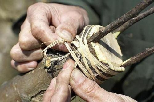 Прививка фруктовых деревьев в расщеп. Прививка в расщеп плодовых деревьев