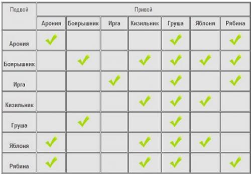 Осенняя прививка груши. Прививка груши осенью