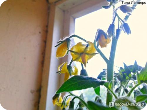 Томат Белый налив форум. Семена Томат Белый налив 241 «Ваше хозяйство» — отзыв