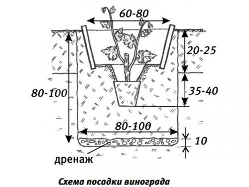 Когда собирать виноград лидия. Посадка и размножение