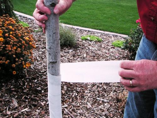 Утепление молодых деревьев на зиму. Утепление ствола дерева