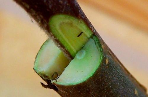 Прививка ранетки. 