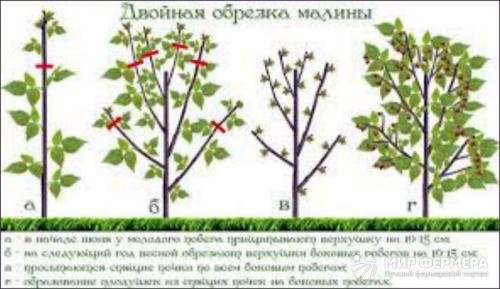 Малина из семян выращивание. Выращивание малиновой рассады 04 Малина из семян выращивание. Выращивание малиновой рассады 04