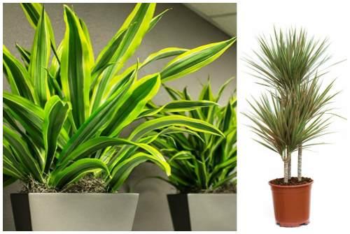 Теневыносливые комнатные растения. Пальмовые растения и теневыносливые крупномеры