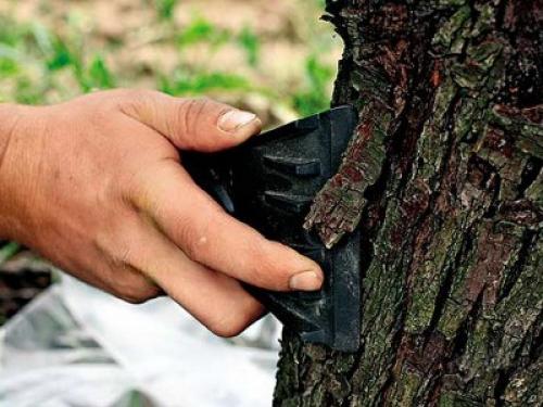 Как лечить яблоню от черного рака. Лечение плодовых деревьев от черного рака