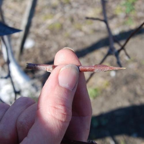 Окулировка плодовых деревьев. Летняя окулировка плодовых деревьев своими руками