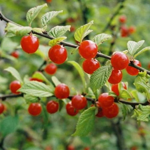 Размножение вишни войлочной черенками. Зеленое черенкование 05 Размножение вишни войлочной черенками. Зеленое черенкование 05