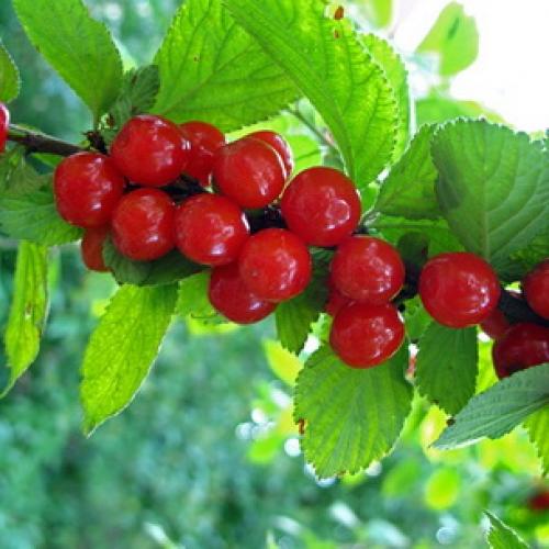 Размножение вишни войлочной черенками. Зеленое черенкование 06