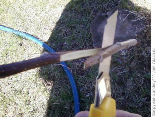 Прививка деревьев за кору. Прививка с седлом за кору