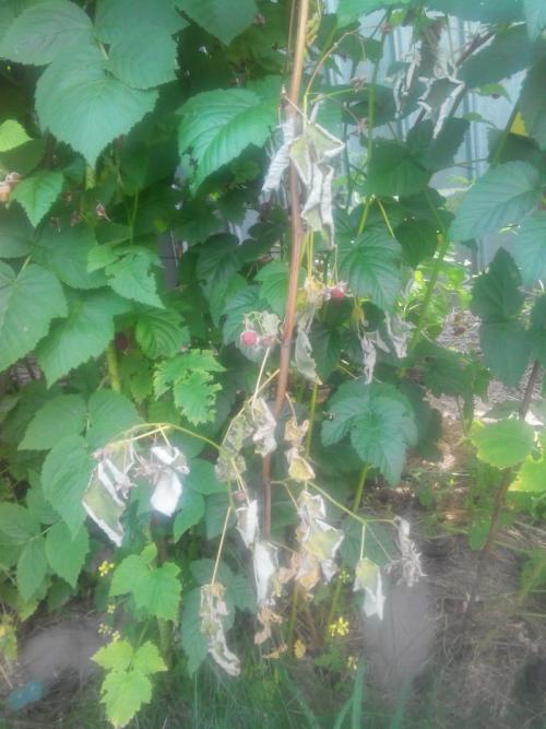 Наросты на малине, что это. Как обнаружить стеблевую галлицу на малине? 01