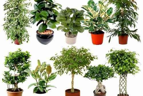 Теневыносливые комнатные растения. Пальмовые растения и теневыносливые крупномеры