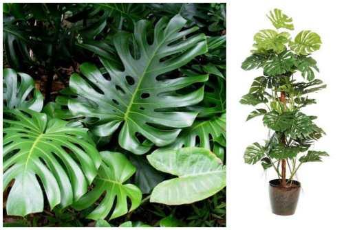 Теневыносливые комнатные растения. Пальмовые растения и теневыносливые крупномеры